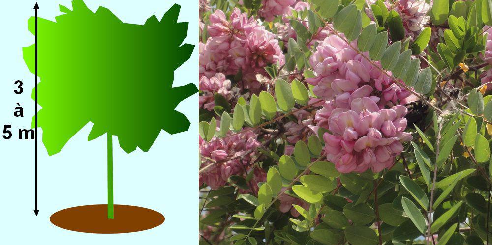 Les Acacias Robiniers Pseudoacacia Les Vari t s Et Leur Culture les-acacias-robiniers-pseudoacacia-les-vari-t-s-et-leur-culture